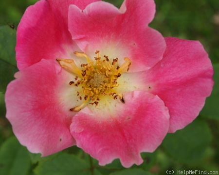 'Dapple Dawn' rose photo