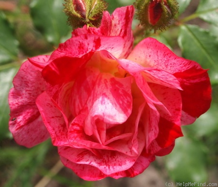 'Kim Rupert' rose photo
