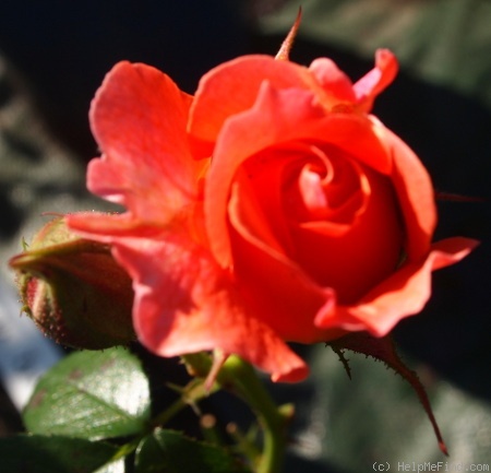 'Loretta Lynn Van Lear' rose photo
