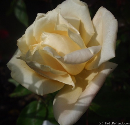 'Madame Achille Fould' rose photo