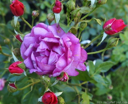 'New Age' rose photo