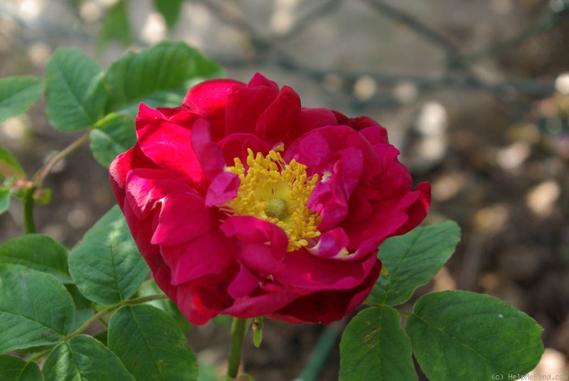 'Sonja Maria' rose photo