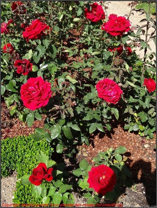 'Charlotte Rampling ®' rose photo