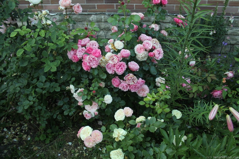 'Mariatheresia ®' rose photo