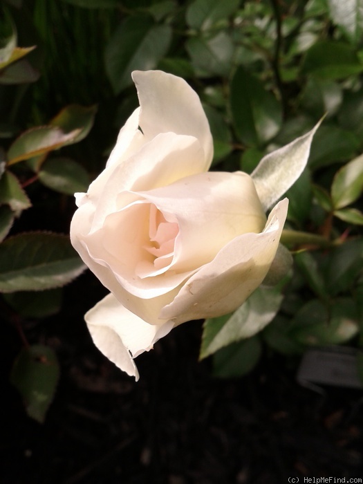 'Bolero ™ (floribunda, Mouchotte/Meilland, 2004)' rose photo