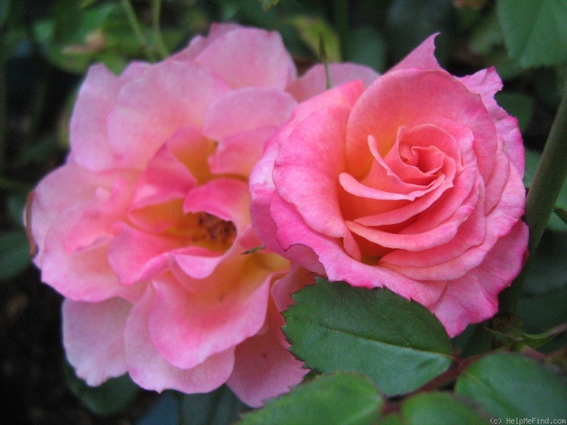 'Joyce Abounding' rose photo