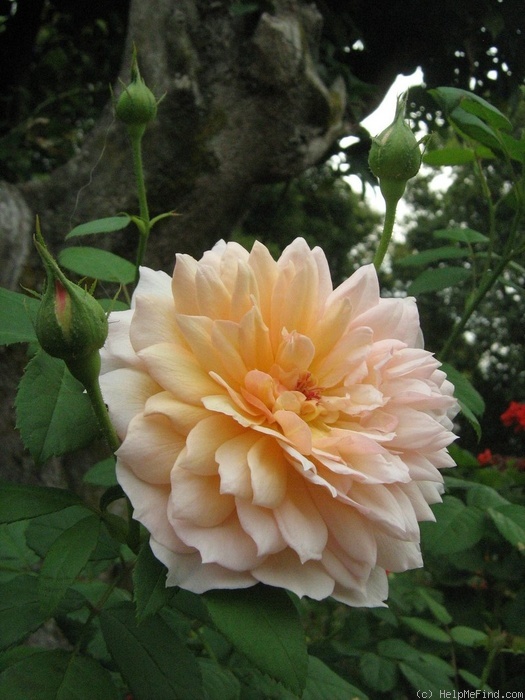 'Grace ® ™ (English Rose, Austin 2001)' rose photo