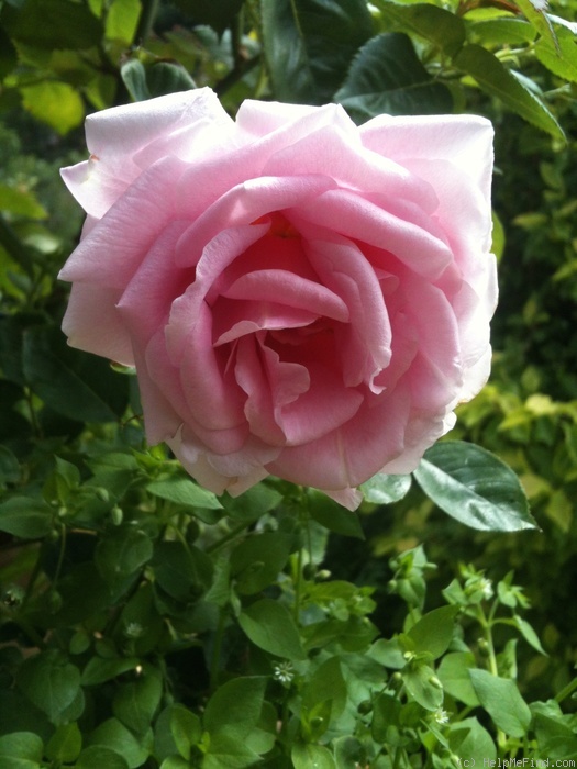 'Mrs. Robert Garrett' rose photo