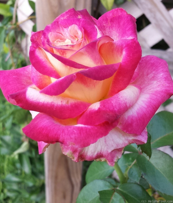 'Love & Peace ™ (hybrid tea, Twomey & Lim 2001)' rose photo
