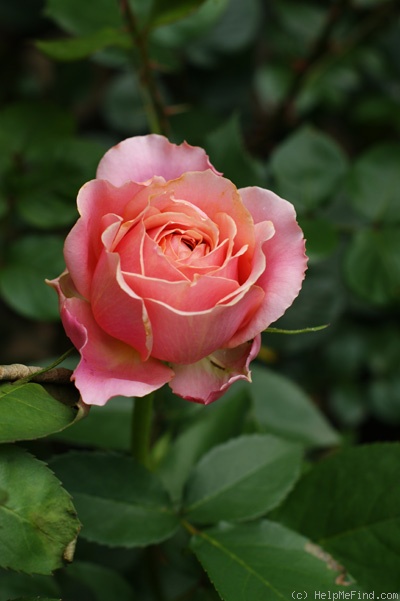 'Romantic Antike Freelander ®' rose photo