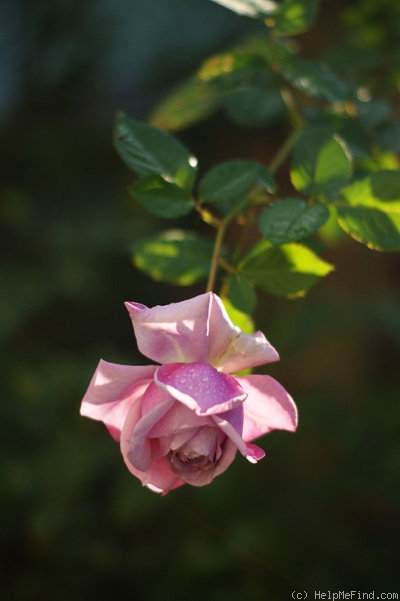 'Bella Donna (shrub, Iwashita, 2010)' rose photo