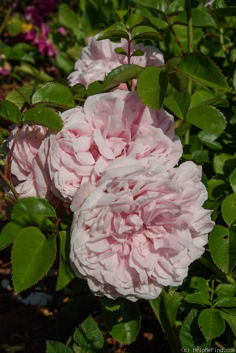 'William C. Egan' rose photo