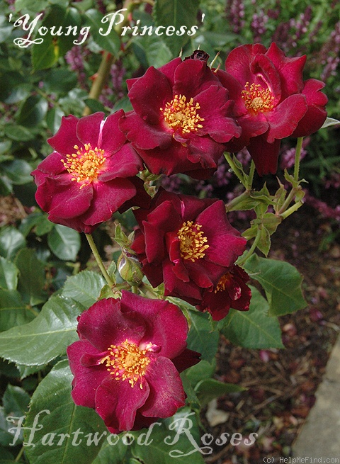 'Young Princess' rose photo