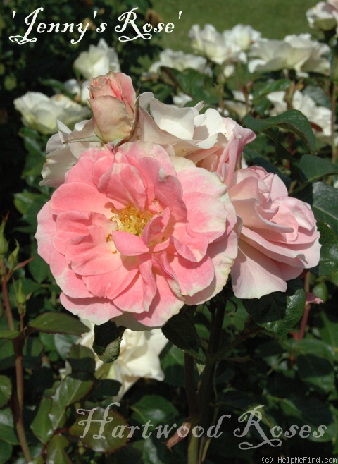 'Jenny's Rose' rose photo
