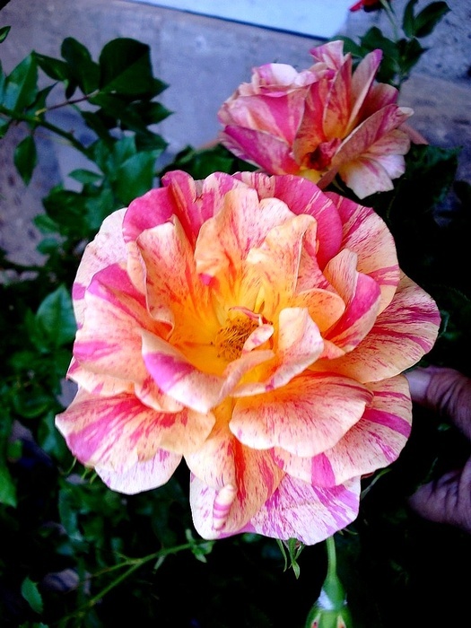 'Arpege ® (floribunda, Dickson, 2010)' rose photo