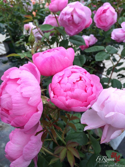 'Skylark (shrub, Austin, 2007)' rose photo