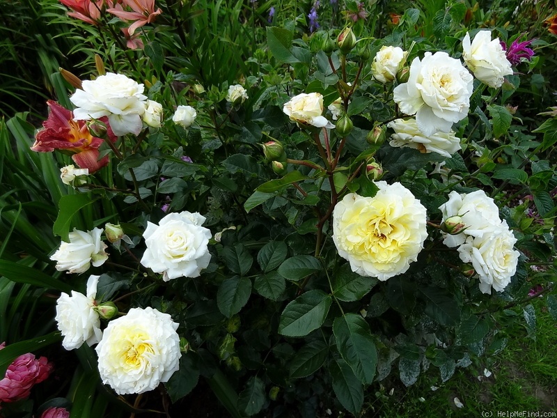 'Sterntaler ' Rose Photo