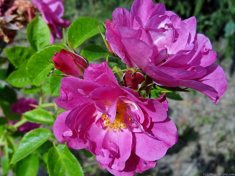 'John Cabot' rose photo