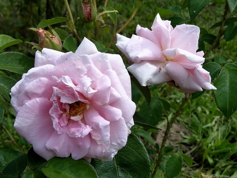 'Thusnelda' rose photo