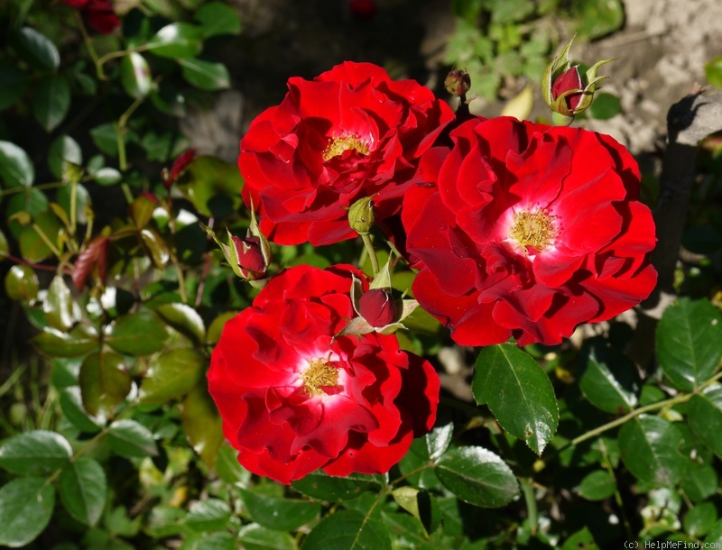 'Mainaufeuer ®' rose photo