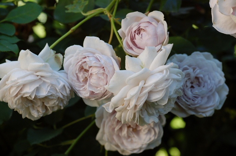 'Griselis' rose photo