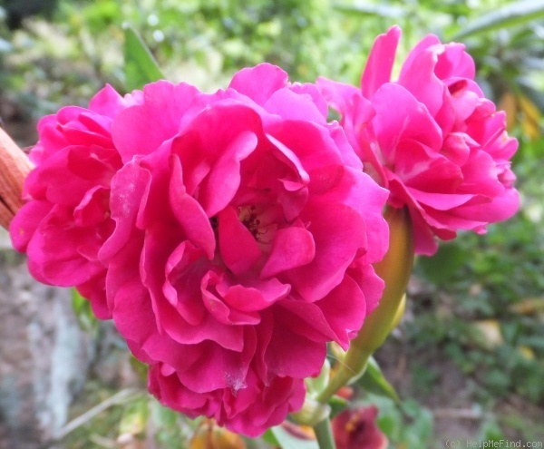 'Marie Henriette Gräfin Chotek' rose photo