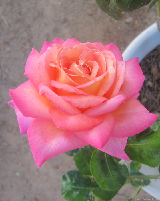 'Chicago Peace' rose photo