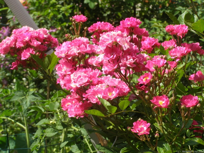 'Orléans Rose' rose photo