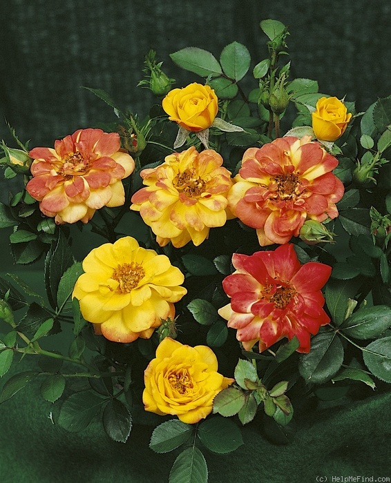 'Bunter Kobold ®' rose photo