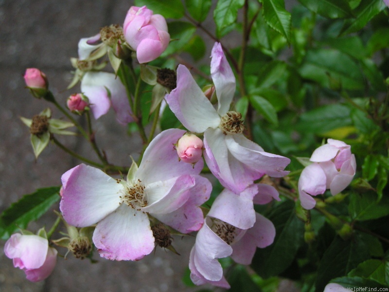 'Mrs. Billy Crick' rose photo