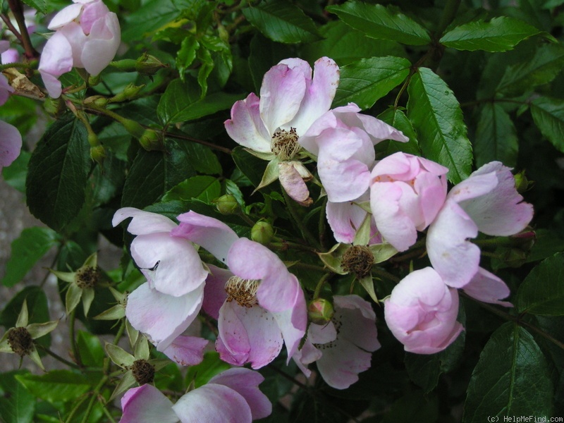 'Mrs. Billy Crick' rose photo