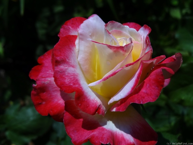 'Double Delight ®' rose photo