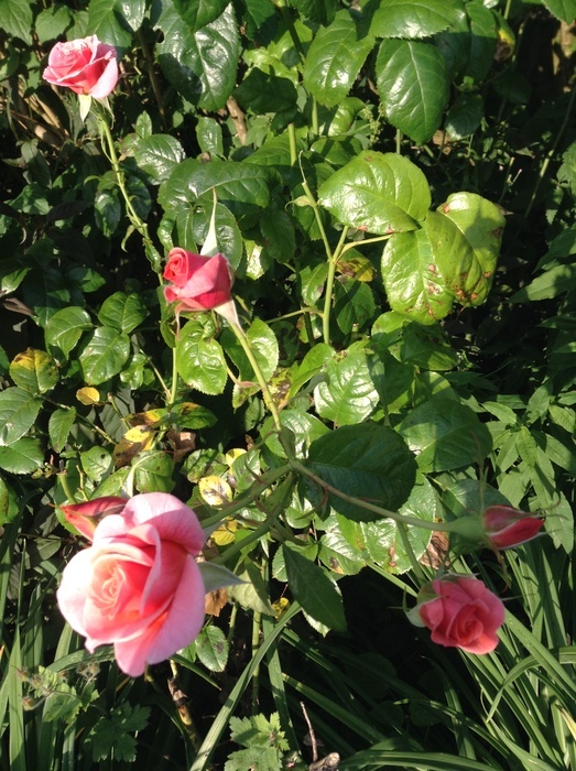'Sir Neville Marriner' rose photo