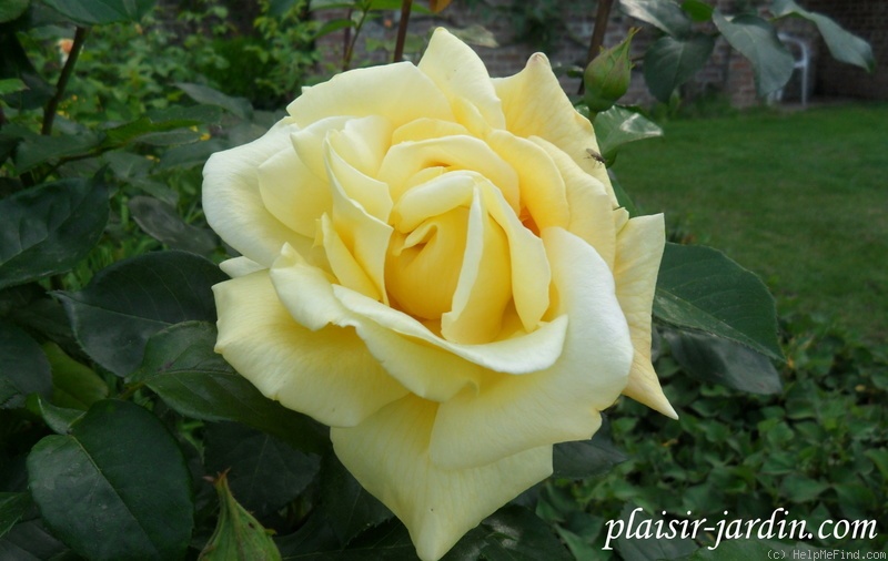 'Zitronenfalter ® (shrub, Tantau, 1956)' rose photo