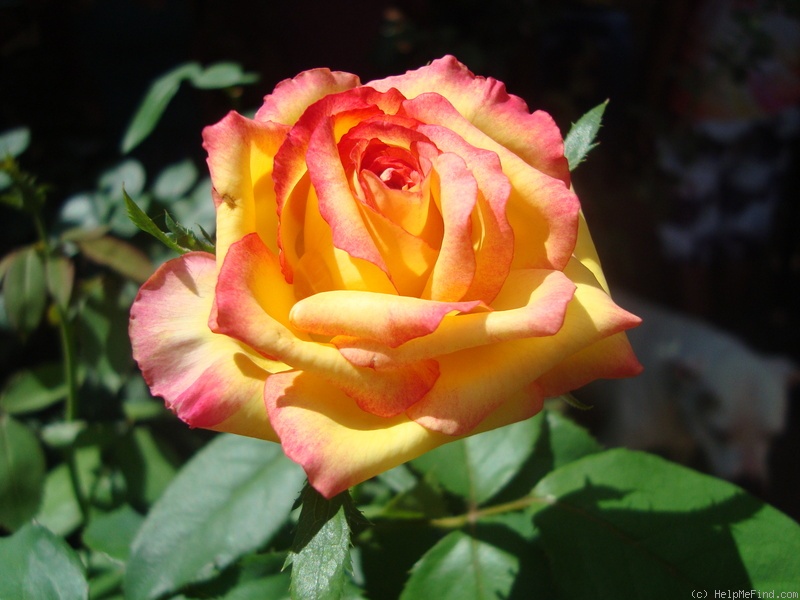 'Konfetti ™ (hybrid tea, Evers/Tantau, 1994)' rose photo