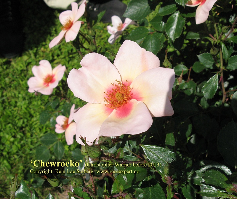 'CHEwrocko' rose photo