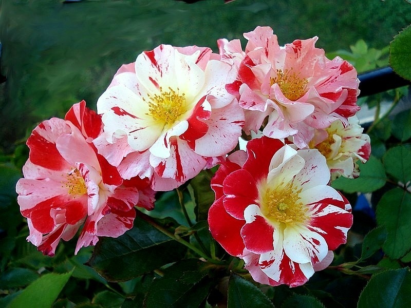 'Boccacio ®' rose photo
