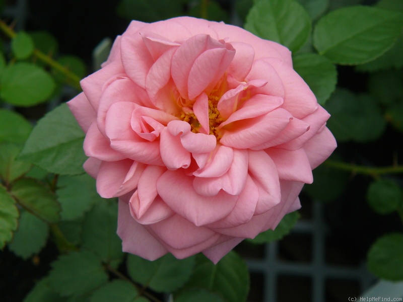 'Frau Mahlzahn' rose photo