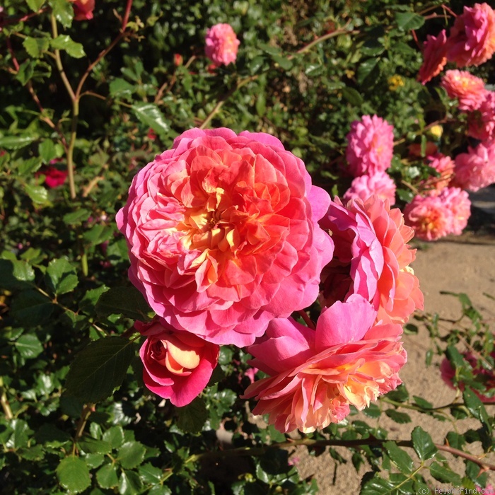 'Christopher Marlowe' rose photo