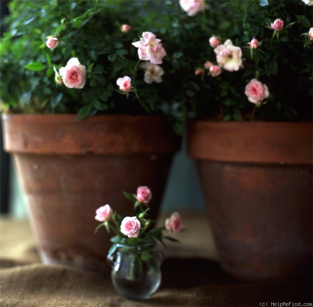 'Perla Rosa' rose photo