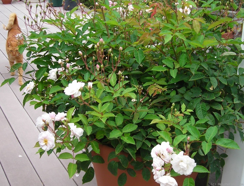 'Marie Pavié' rose, click to enlarge 'Marie Pavié' rose photo