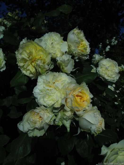 'Swan ®' rose photo