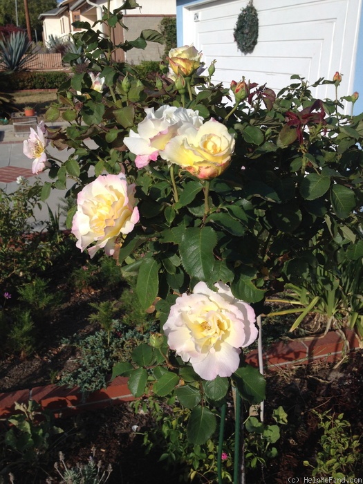 'Orchard's Pride' rose photo