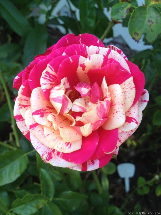 'Perfume Tiger' rose photo