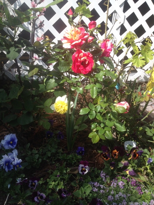 'Perfume Tiger' rose photo