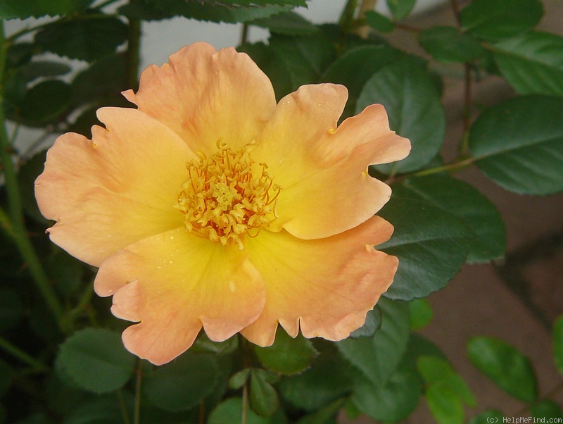 'Hummelflug' rose photo