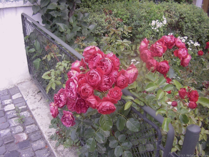 'Florentina ® (climber, Kordes, 2002)' rose photo