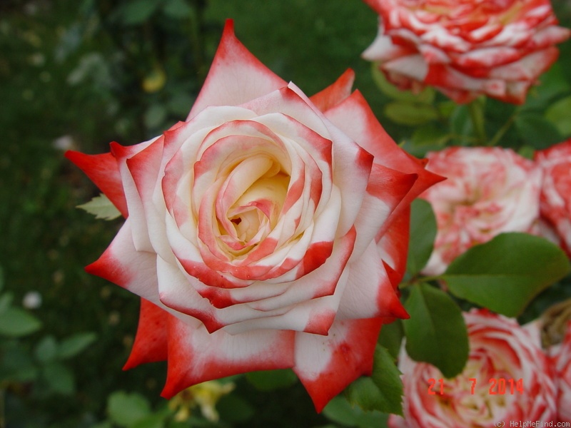 'Impératrice Farah ®' rose photo