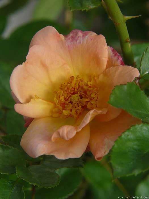 'Hummelflug' rose photo