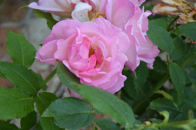 'Lady Waterlow' rose photo